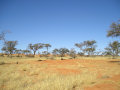 Kalahari Desert