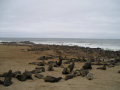 Seals at Cape Cross