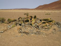 1000 year old Welwitchia plant