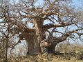 Jane + Silvia + Big Tree