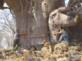 Jane + Silvia + Big Tree
