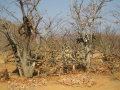 Himba cemetry