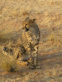 Otjitotongwe Cheetah Farm