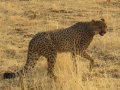 Otjitotongwe Cheetah Farm