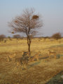 Otjitotongwe Cheetah Farm