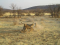 Otjitotongwe Cheetah Farm