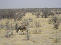 Zebra Etosha National Park