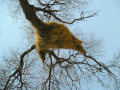 Weaver bird nest