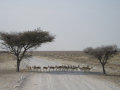 Sprinbok