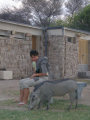 Silvia + Warthog