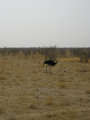 Ostrich Etosha National Park