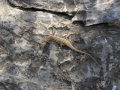 Gecko