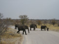 Elephants Etosha National Park