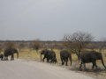 Elephants Etosha National Park