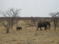 Elephants Etosha National Park