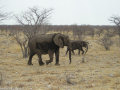 Elephants Etosha National Park