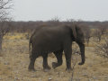 Elephants Etosha National Park
