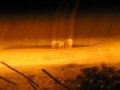 Elephants at night ENP